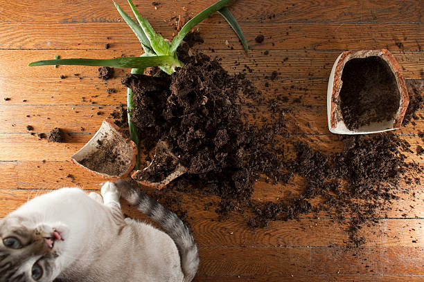 7 Things That Will Damage Your Hardwood Floors - Roberts Dec 2021