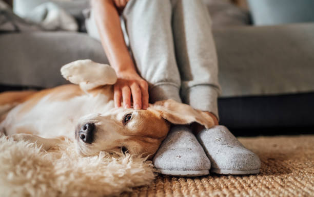 What Carpet Is Right For Me?