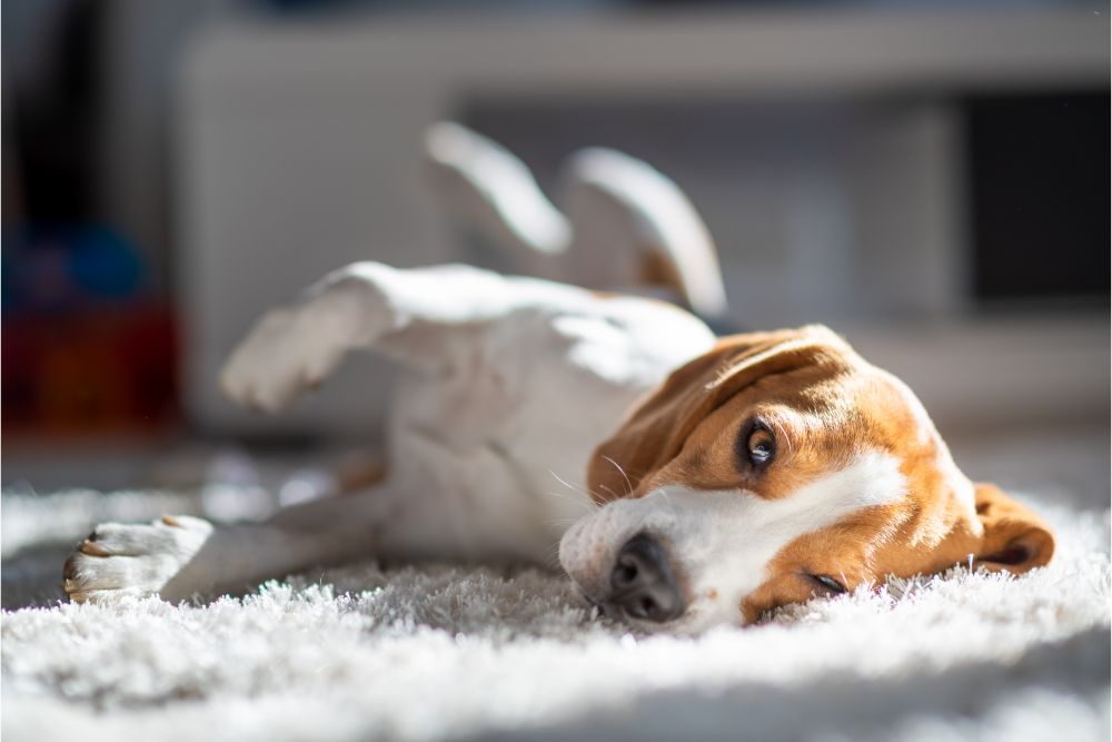 Creating a Cozy Atmosphere With Carpet