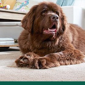 family-petprotect jpg Petfriendly carpet | Roberts Carpet & Fine Floors